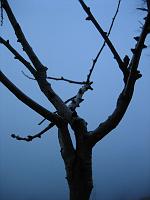  1. Januar 2010 - Samuels Ginkgo steht im feuchten Nebel des Neujahrstages